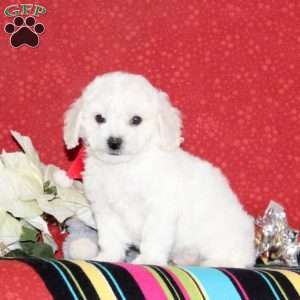 Jeremy, Bichon Frise Puppy